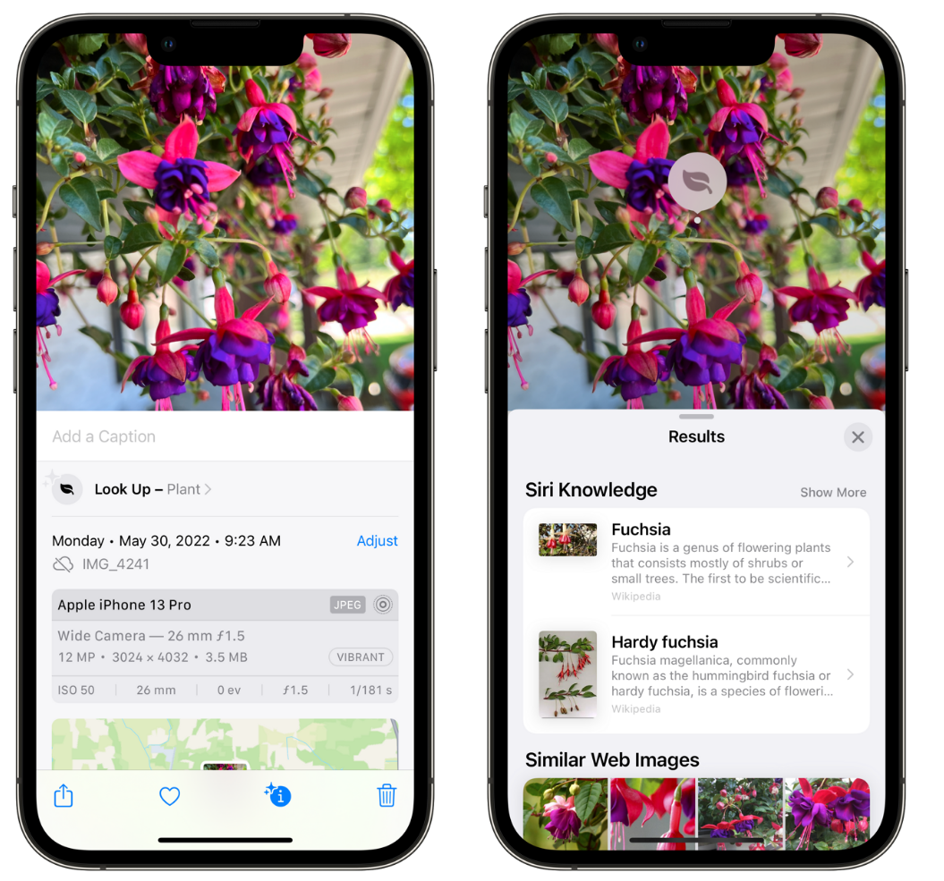 金凤苹果手机维修分享小技巧：使用 iPhone 相机识别花卉植物 